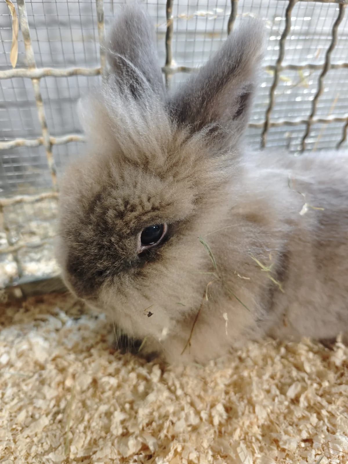 Vorgemerkt, 6yo mixed breed for adoption at Tierheim Bonn, Bonn