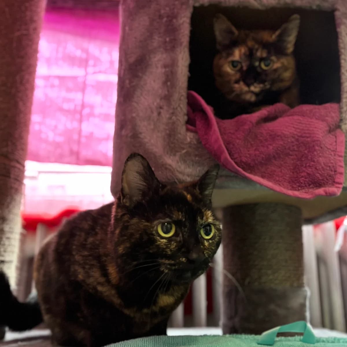 Emma & Emmely, female senior mixed breed for adoption at Tierheim Bonn, Bonn