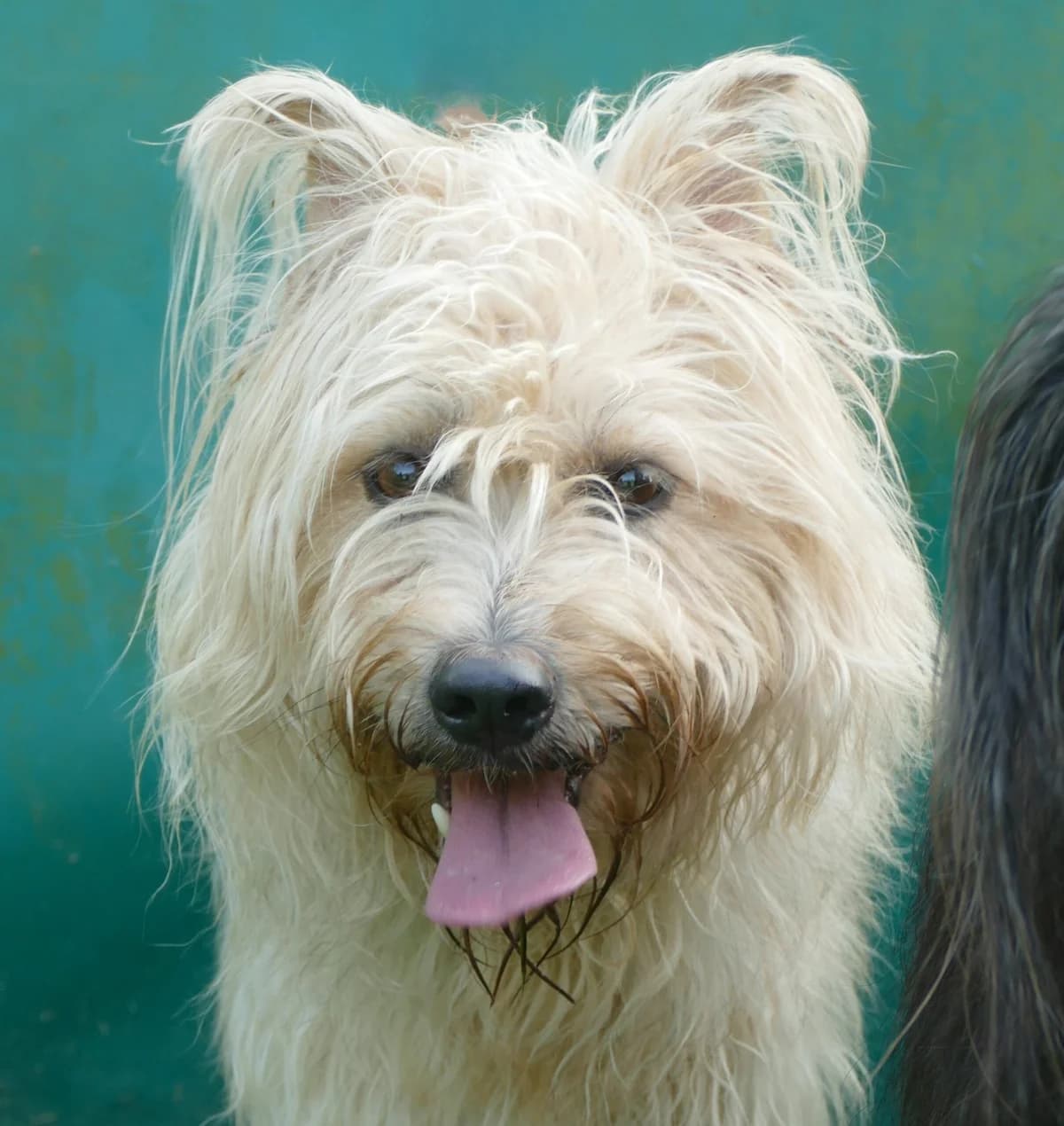 Emmy, female 7yo Mixed Breed for adoption at Tierheim Bonn, Bonn