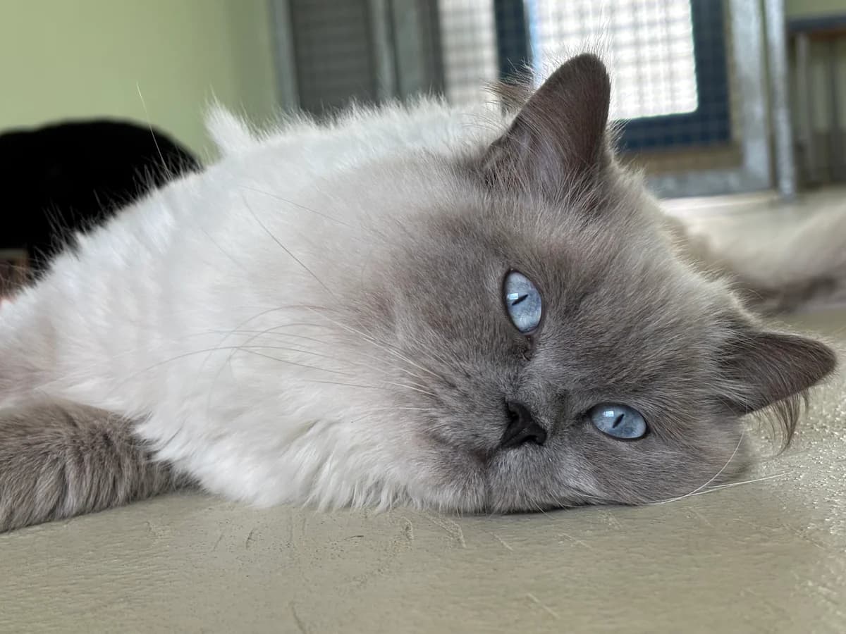 Filzgerald, male 4yo Ragdoll for adoption at Tierheim Bonn, Bonn