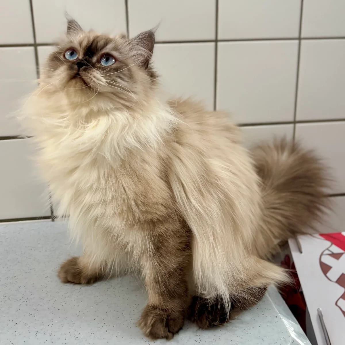 Flauschita, female 3yo Persian for adoption at Tierheim Bonn, Bonn