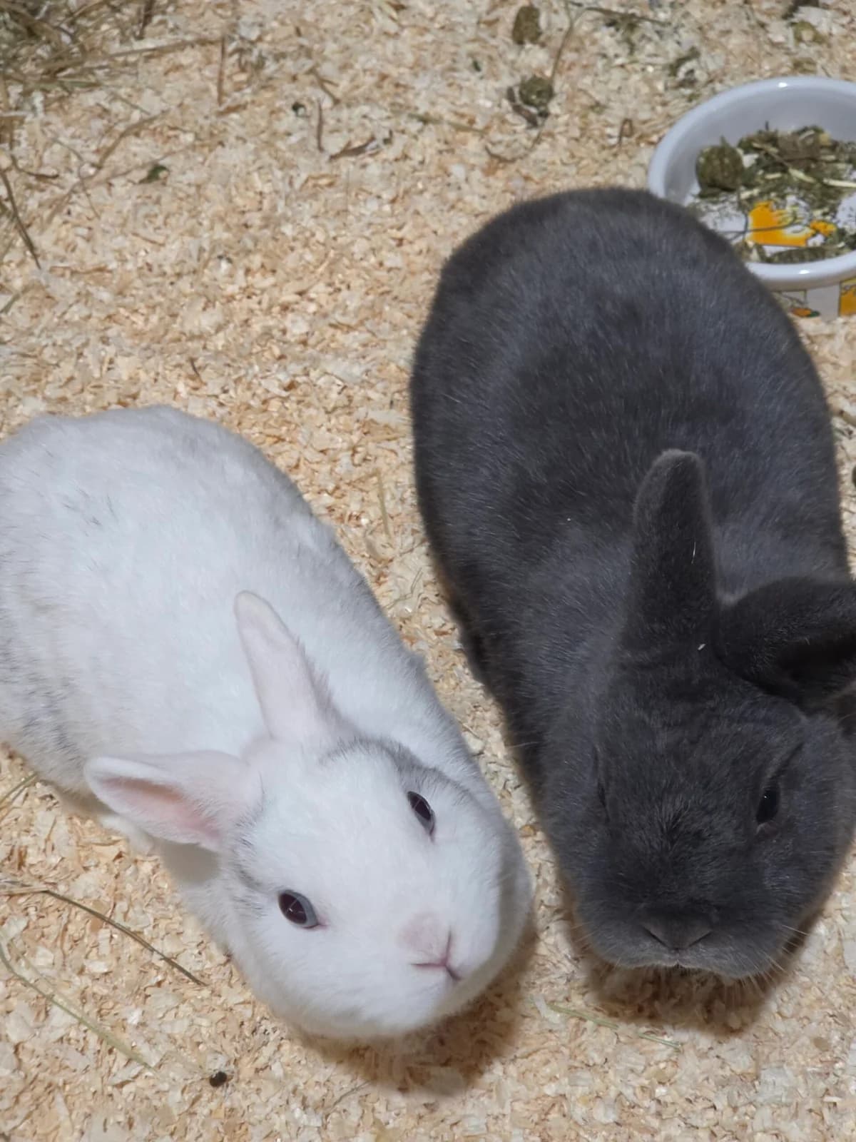 Flecki und Schnuffel, 5yo mixed breed for adoption at Tierheim Bonn, Bonn
