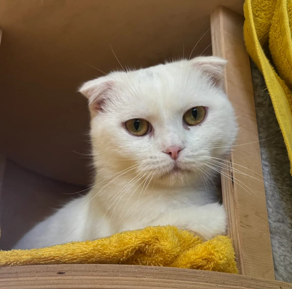 Flohrentino, weiß male young Scottish Fold for adoption at Tierheim Bonn, Bonn