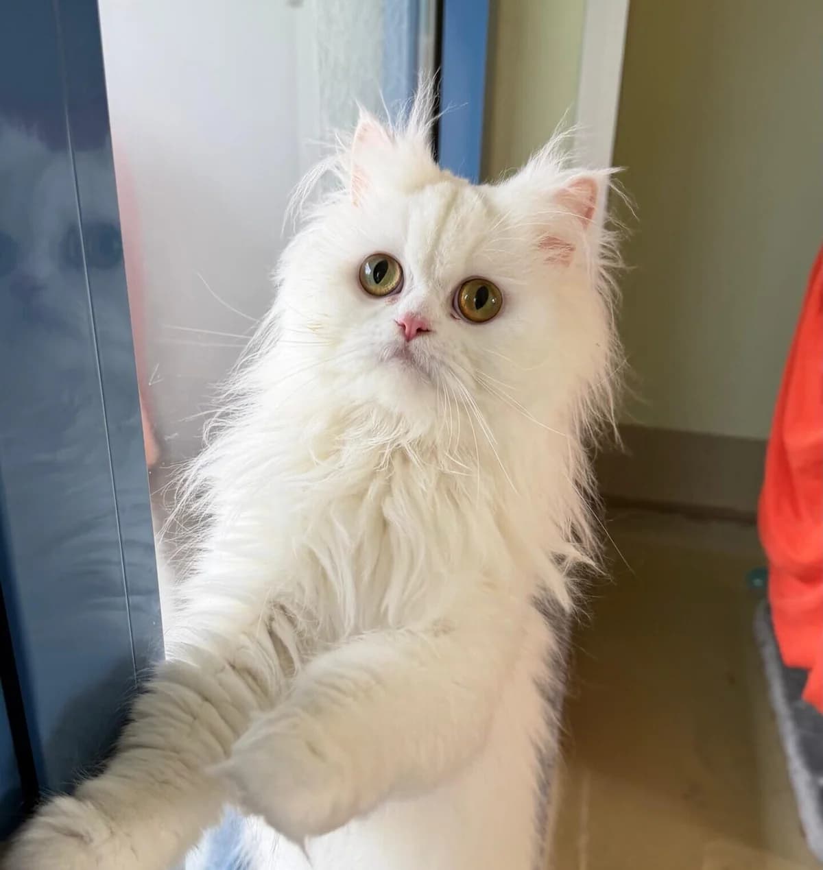 Flokati, female young Persian for adoption at Tierheim Bonn, Bonn