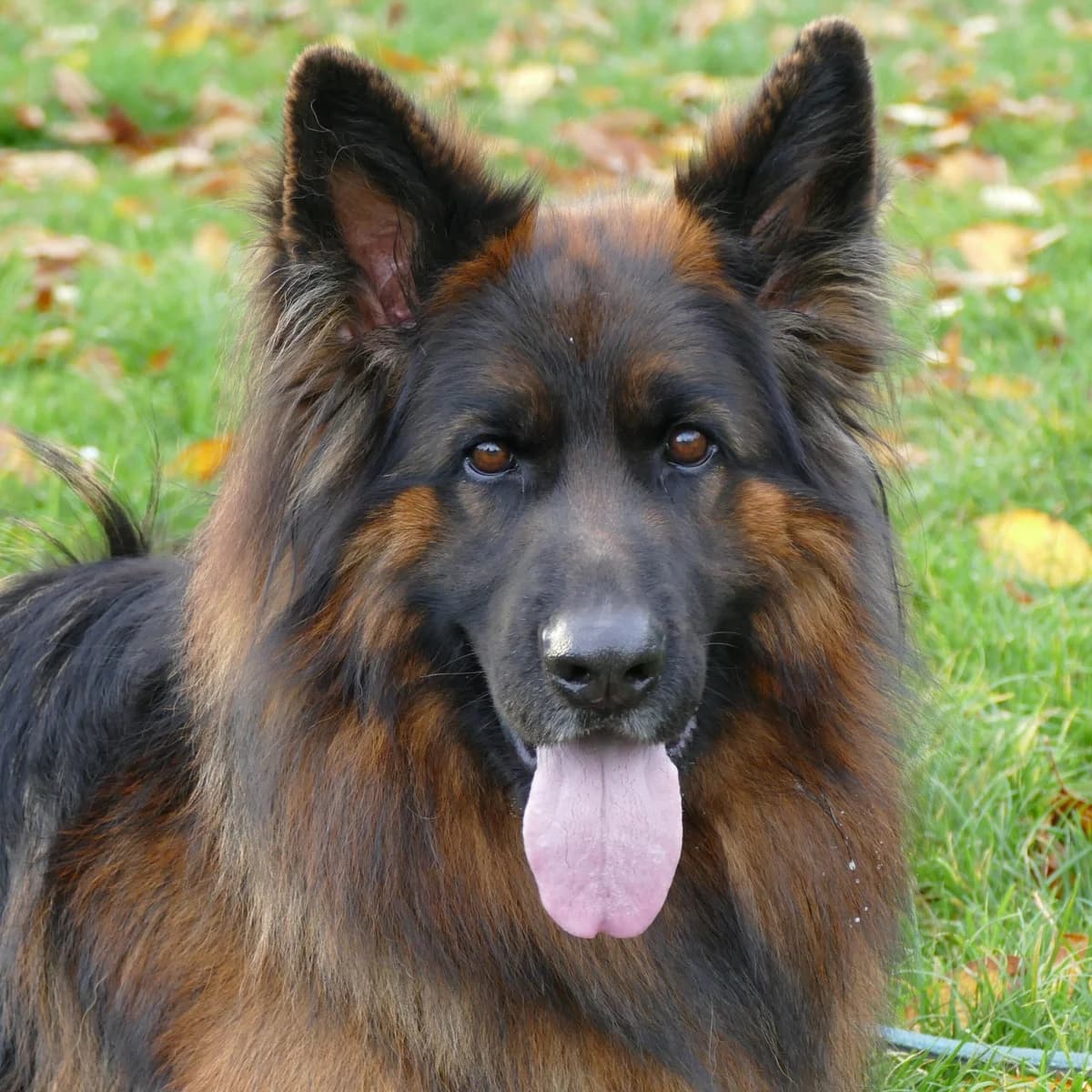 Frederik, male German Shepherd for adoption at Tierheim Bonn, Bonn