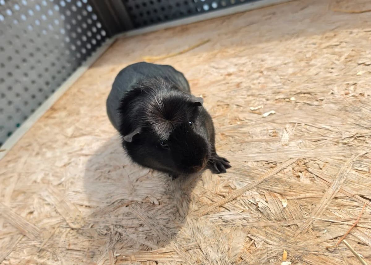 Gelly, puppy mixed breed for adoption at Tierheim Bonn, Bonn