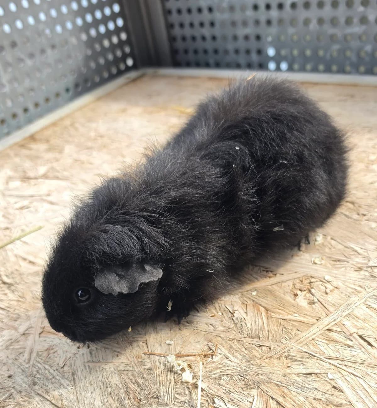 Gertrude, young mixed breed for adoption at Tierheim Bonn, Bonn