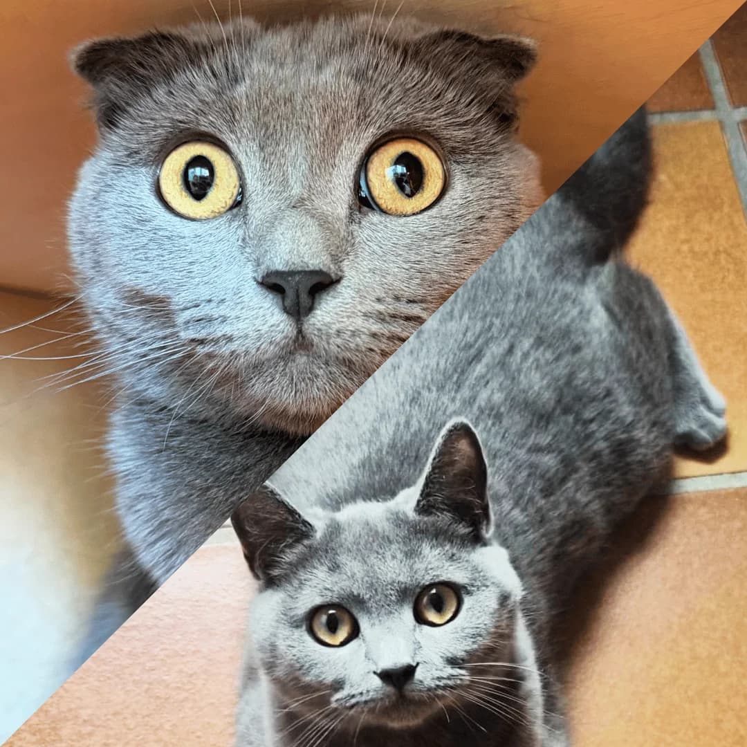 Gnocci & Spinaci, female young Scottish Fold for adoption at Tierheim Bonn, Bonn