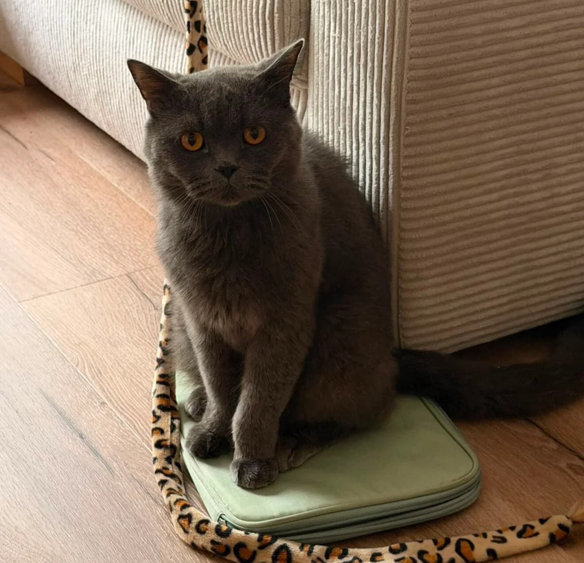 Gonzo, male 3yo British Shorthair for adoption at Tierheim Bonn, Bonn