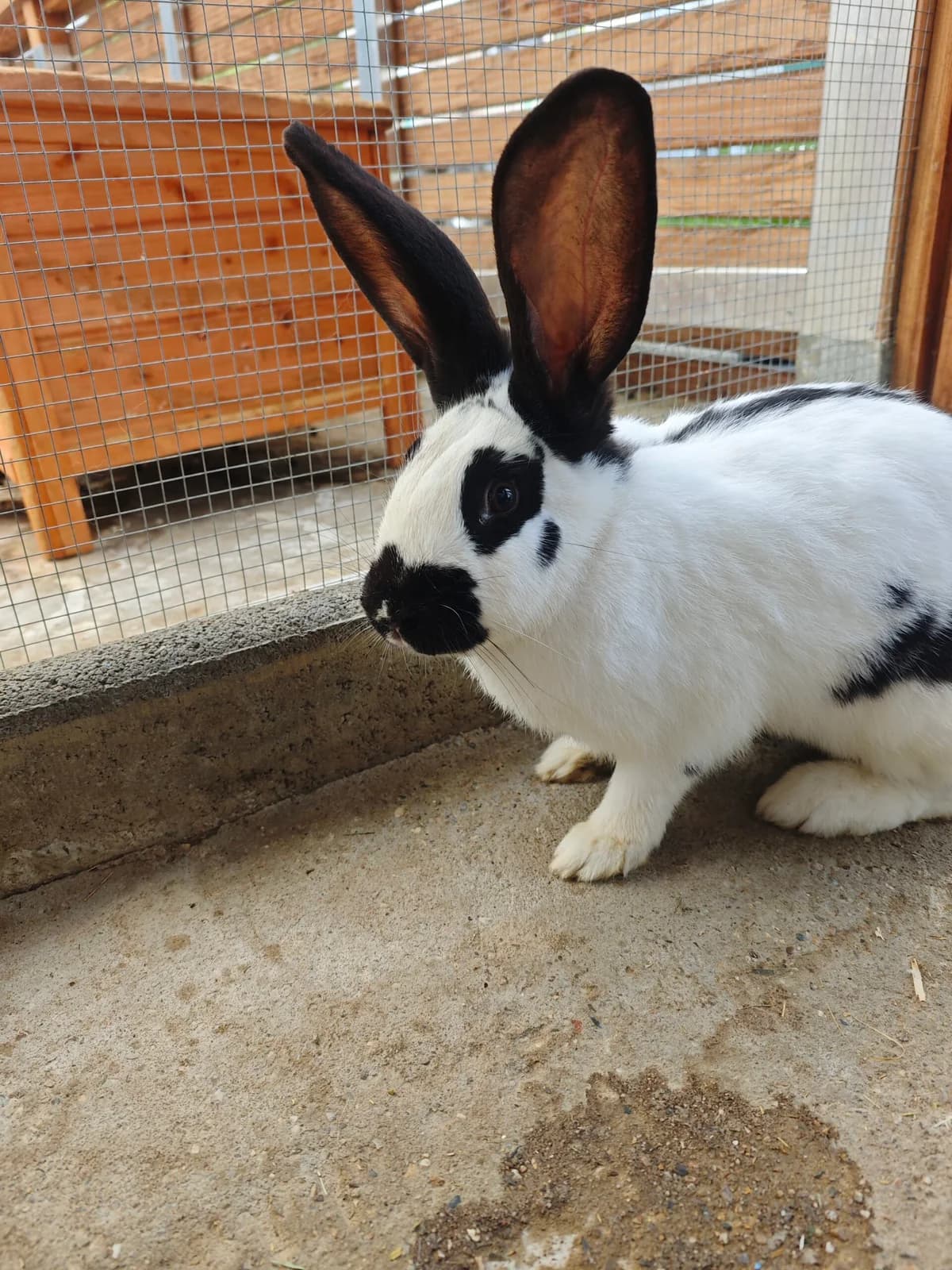 Gospa, young mixed breed for adoption at Tierheim Bonn, Bonn