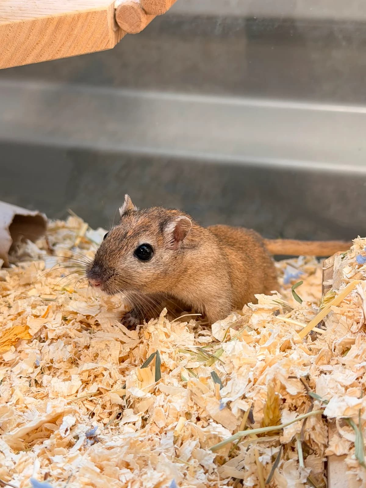 Gulf, young mixed breed for adoption at Tierheim Bonn, Bonn