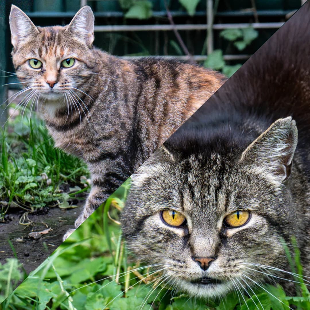 Gundel & Karlchen, male mixed breed for adoption at Tierheim Bonn, Bonn