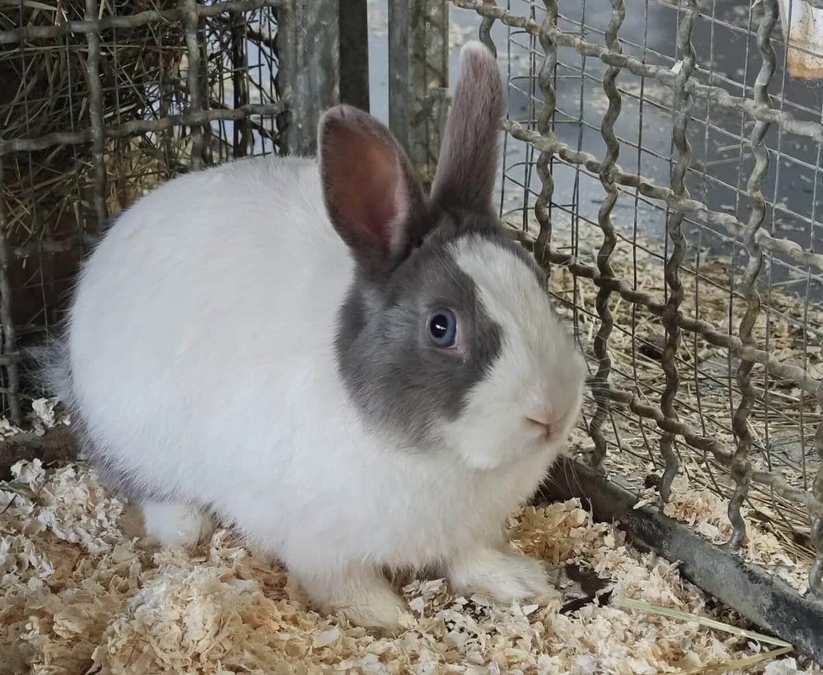 Hansi, mixed breed for adoption at Tierheim Bonn, Bonn