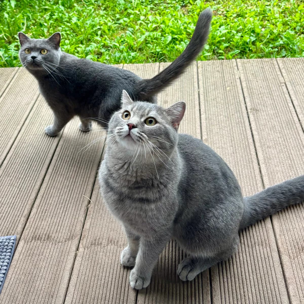 Heinz & Hela, male young British Shorthair for adoption at Tierheim Bonn, Bonn