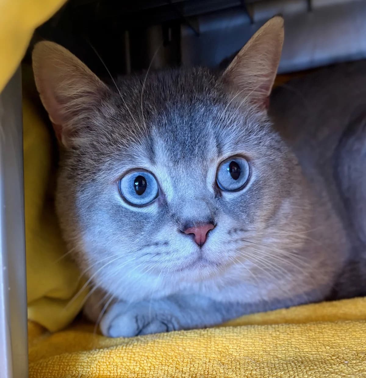 Holger, male 4yo British Shorthair for adoption at Tierheim Bonn, Bonn