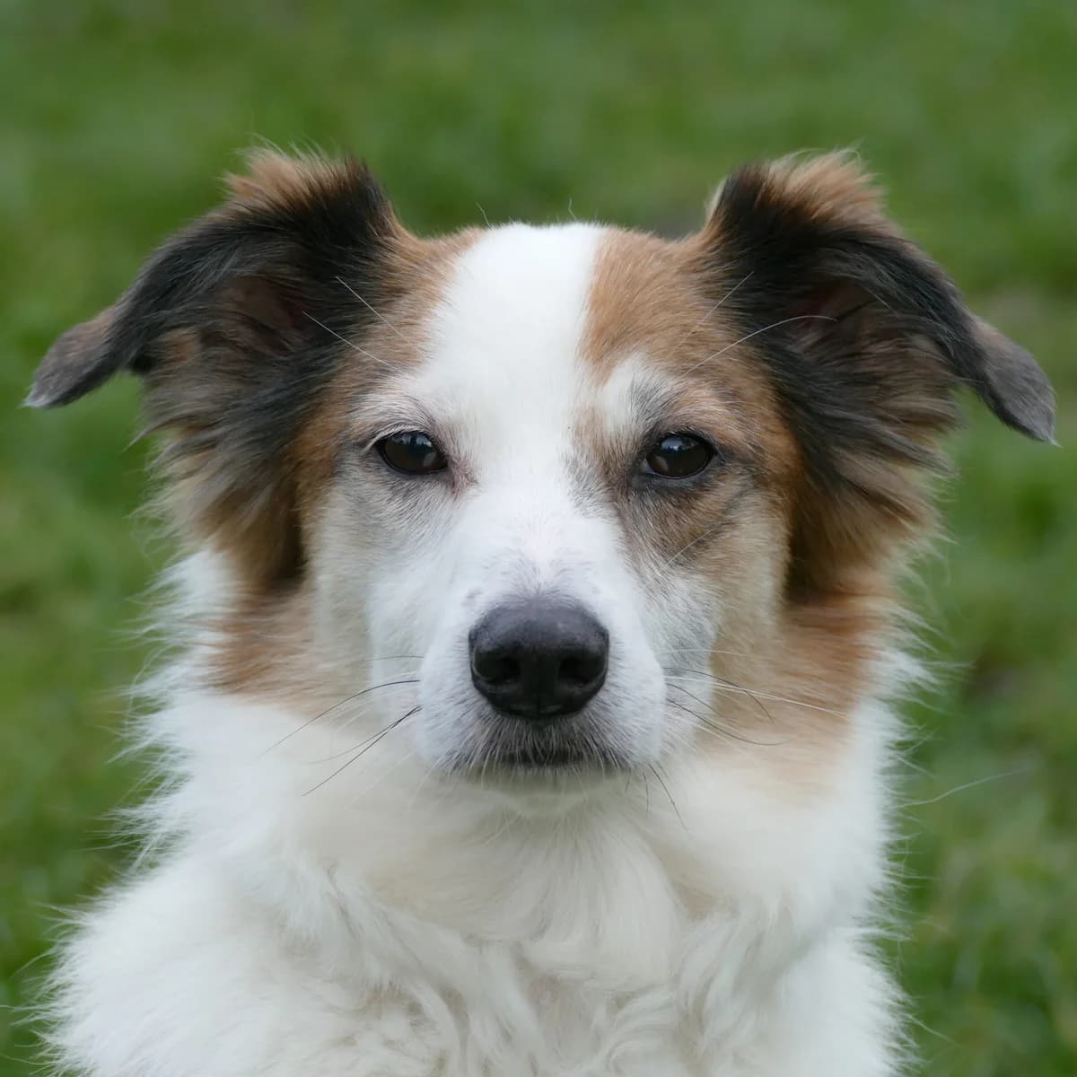 Homie, male senior Mixed Breed for adoption at Tierheim Bonn, Bonn
