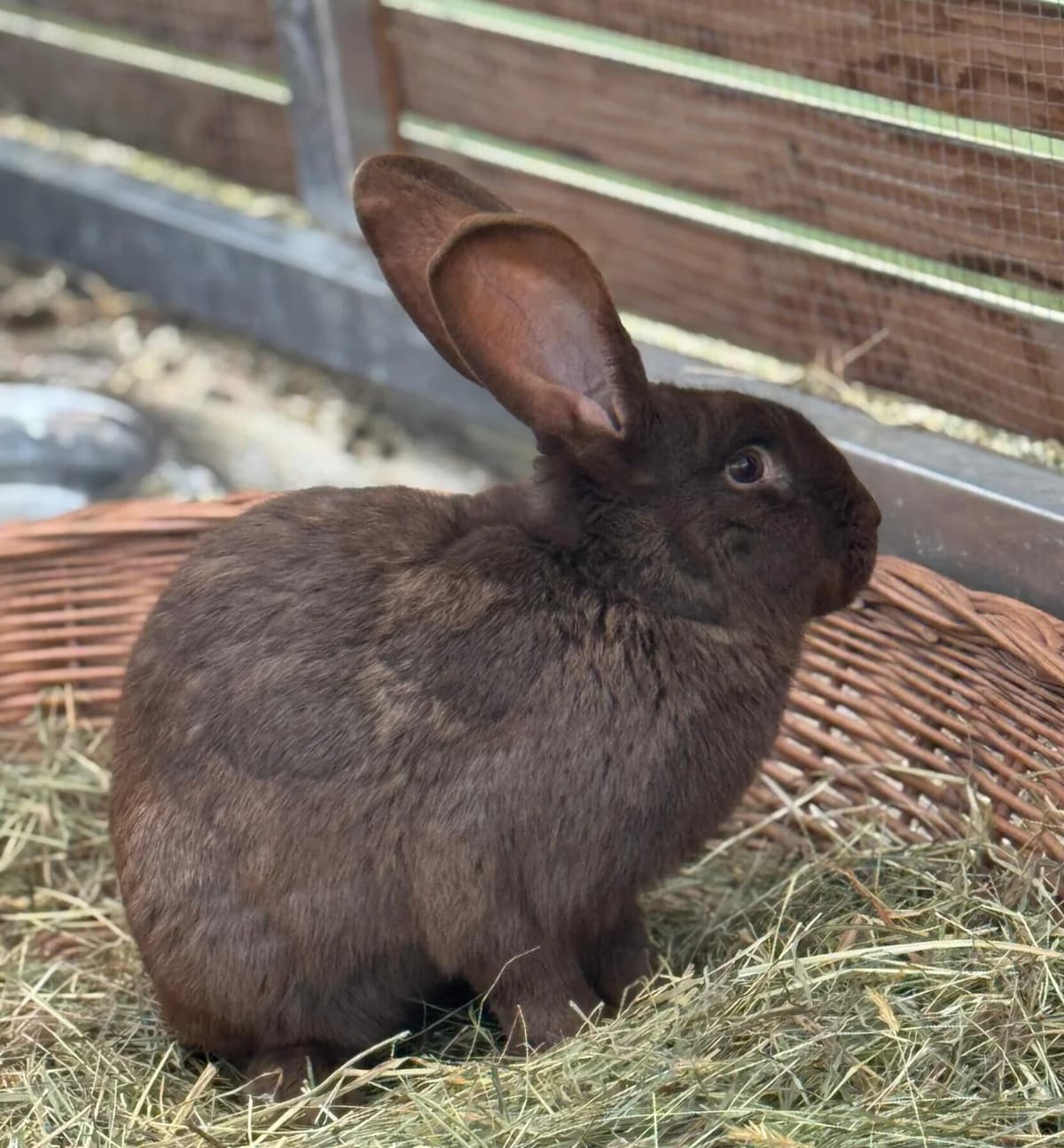 Irina, female mixed breed for adoption at Tierheim Bonn, Bonn