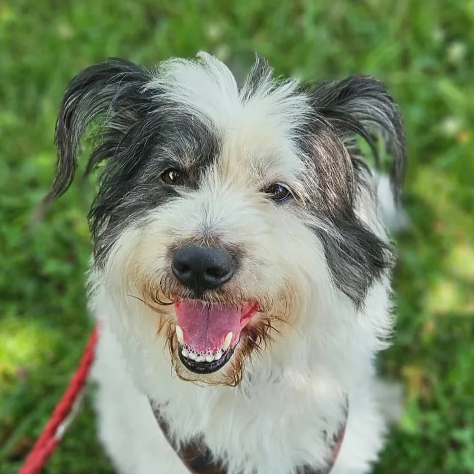 Josie, female senior Mixed Breed for adoption at Tierheim Bonn, Bonn