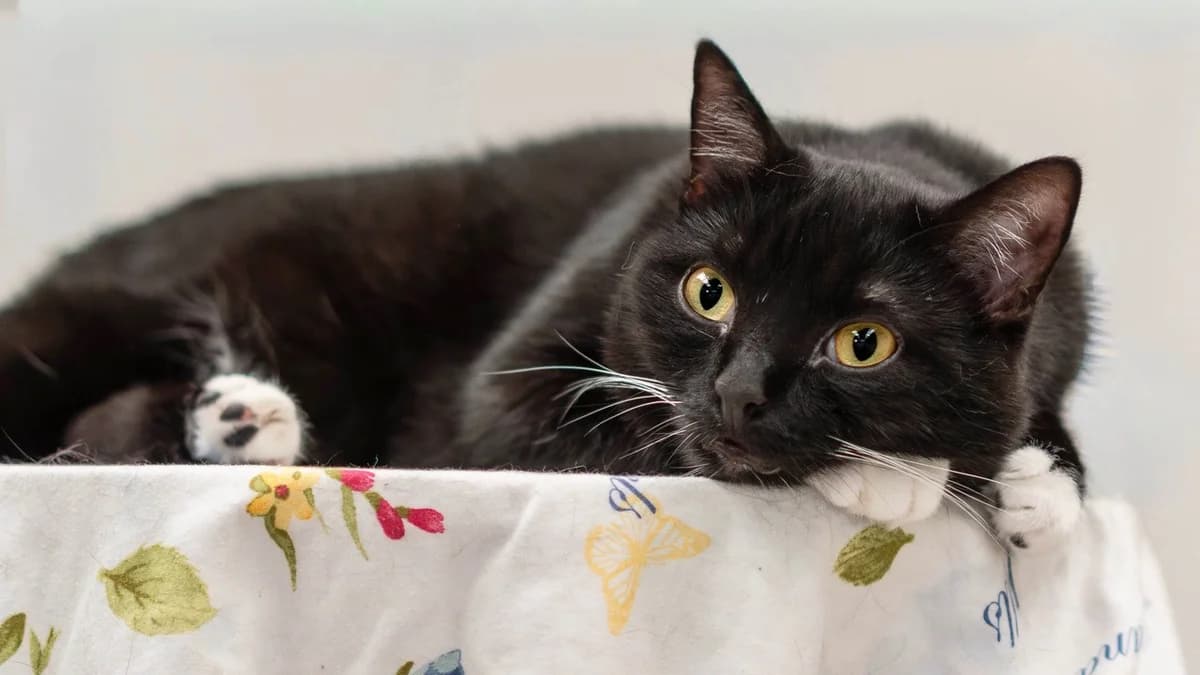 Katniss, female mixed breed for adoption at Tierheim Bonn, Bonn