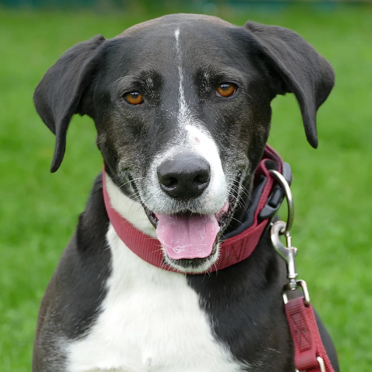 Seit 5 Jahren ohne Zuhause: Kimbo, male Mixed Breed for adoption at Tierheim Bonn, Bonn