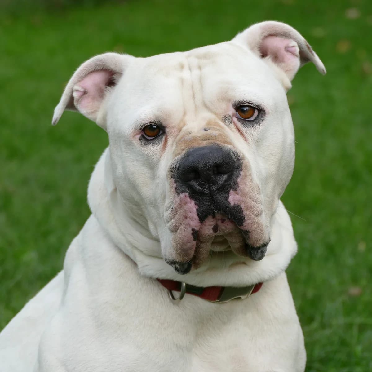 Klößchen, male 4yo Dogo Argentino for adoption at Tierheim Bonn, Bonn