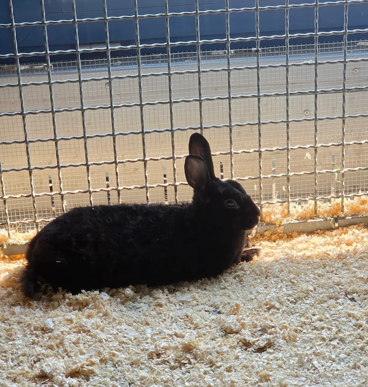 Lakritzia, 3yo mixed breed for adoption at Tierheim Bonn, Bonn
