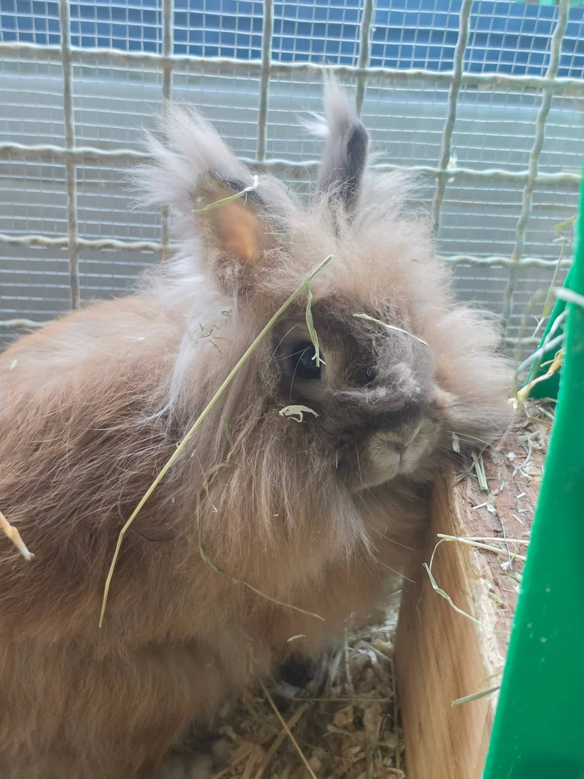 Lama, 7yo mixed breed for adoption at Tierheim Bonn, Bonn