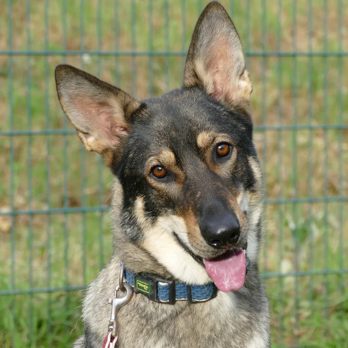 Leika, female 3yo German Shepherd for adoption at Tierheim Bonn, Bonn