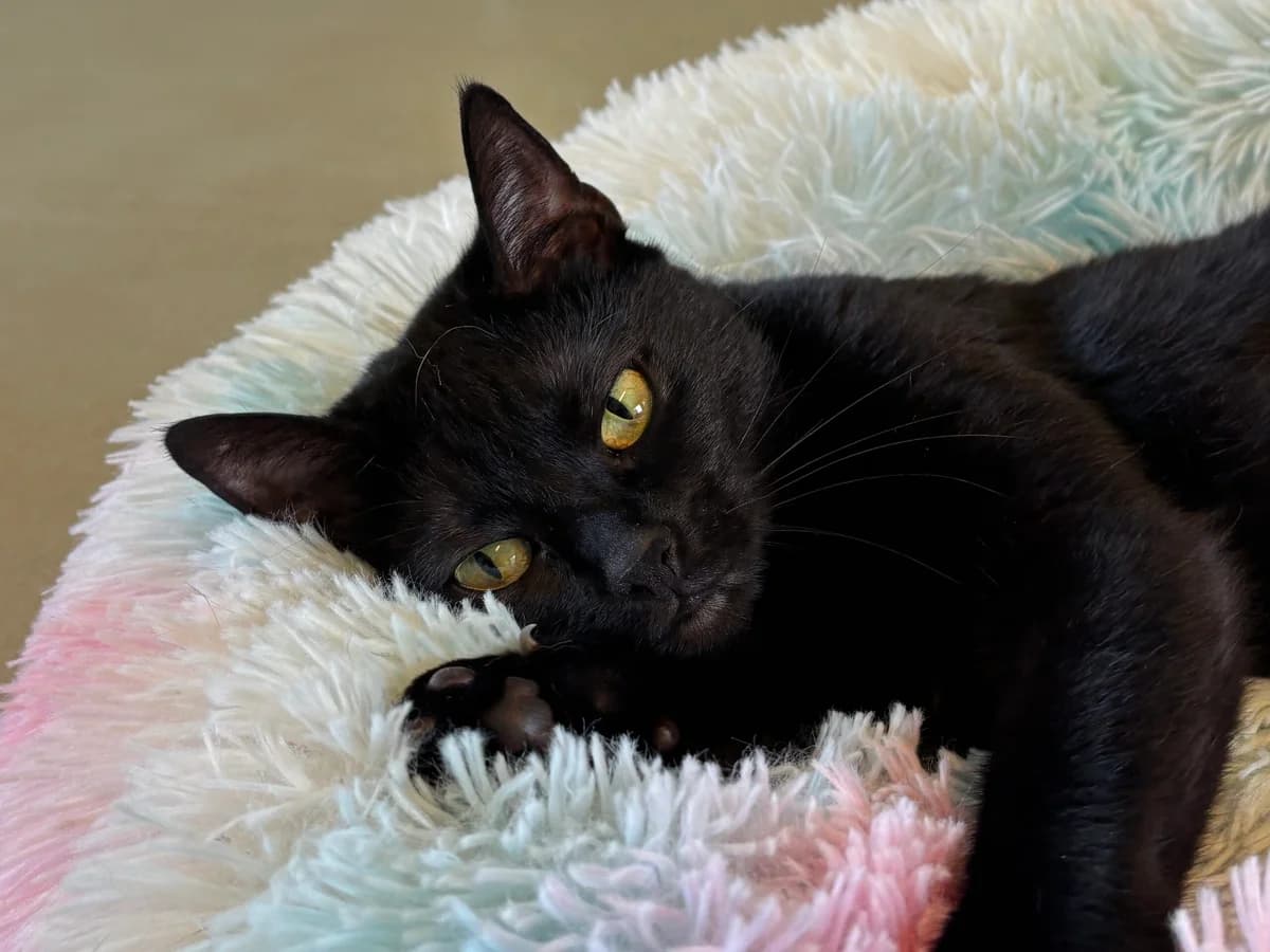 Levke & Lakritz, female 5yo mixed breed for adoption at Tierheim Bonn, Bonn