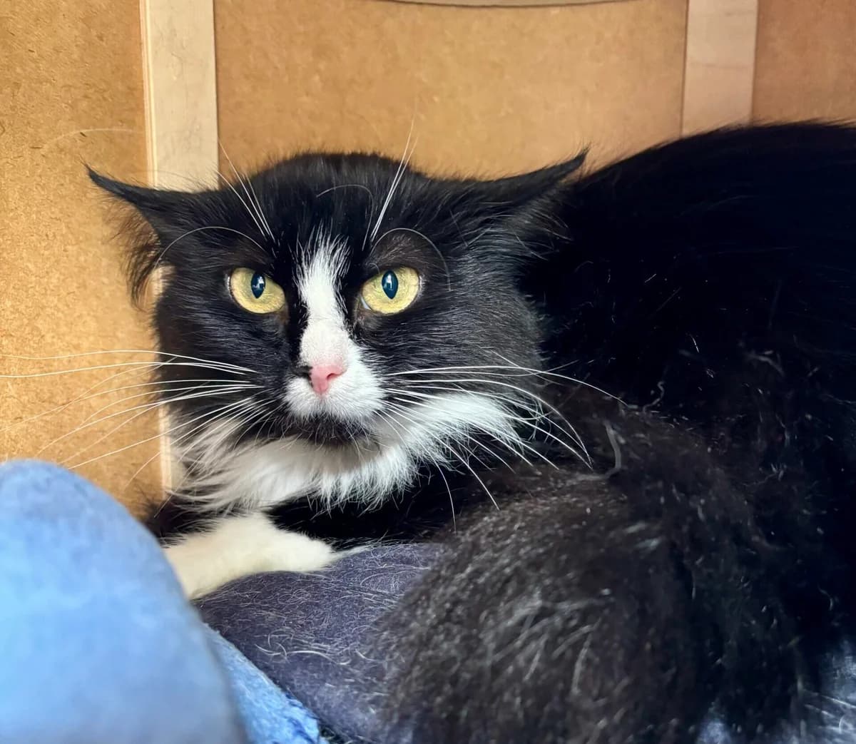 Lilia, female young mixed breed for adoption at Tierheim Bonn, Bonn