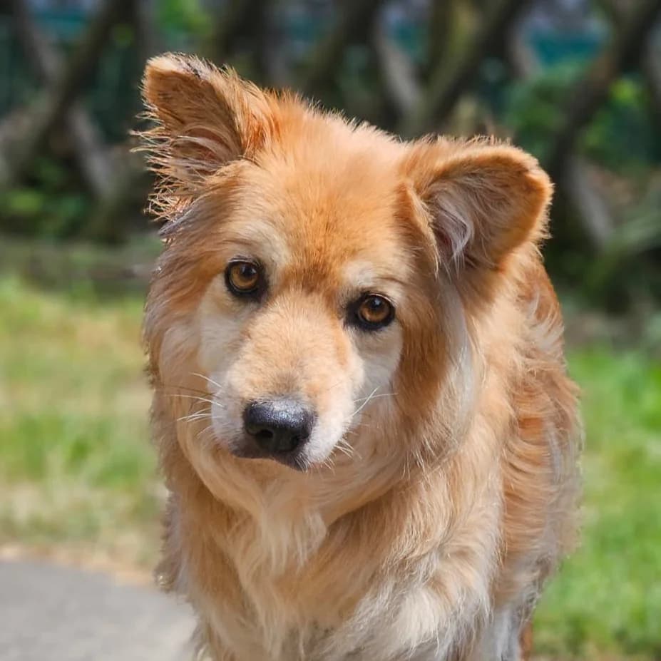 Lilli, female senior German Shepherd for adoption at Tierheim Bonn, Bonn