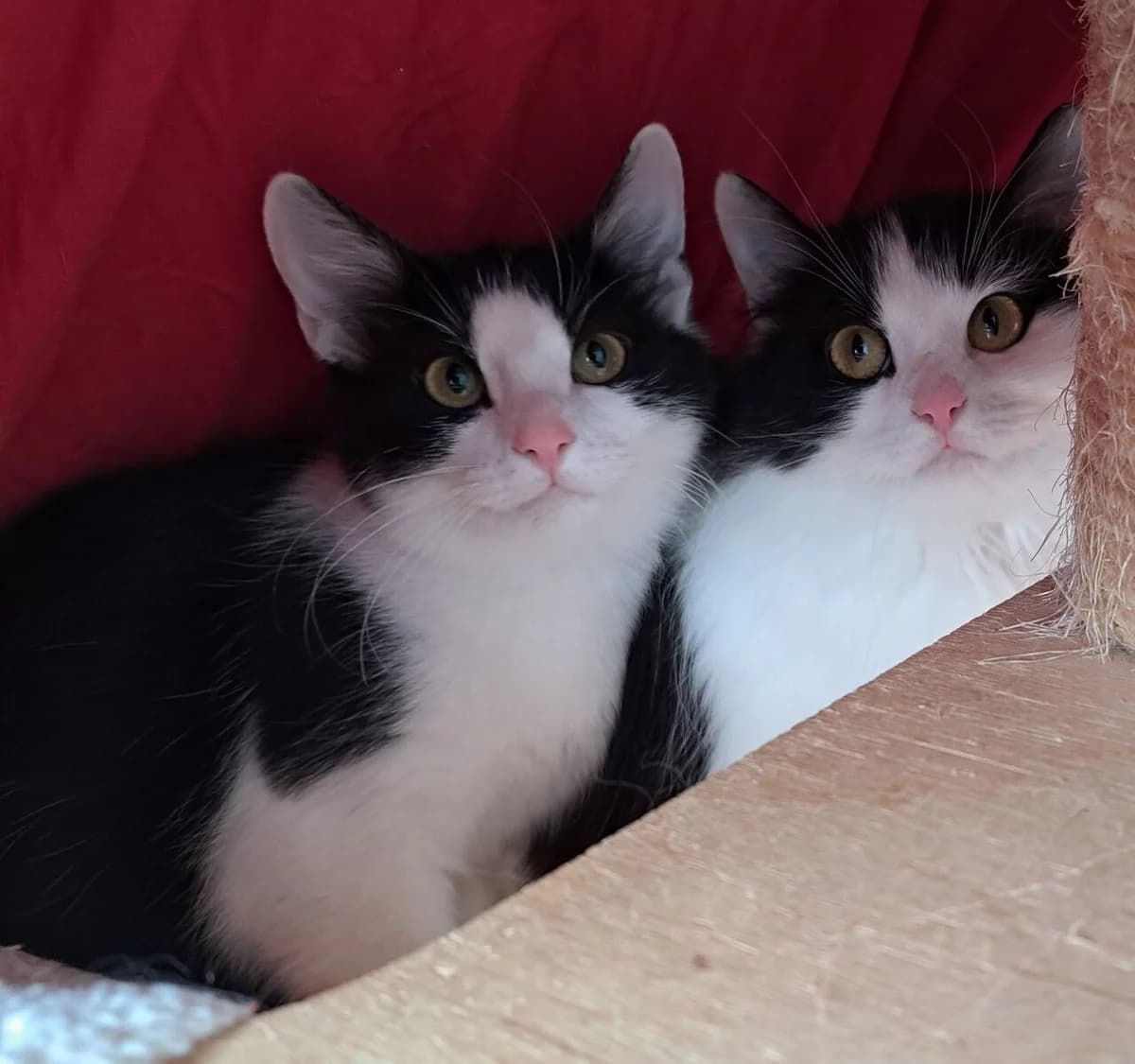 Lucia & Hetty, female European Shorthair for adoption at Tierheim Bonn, Bonn