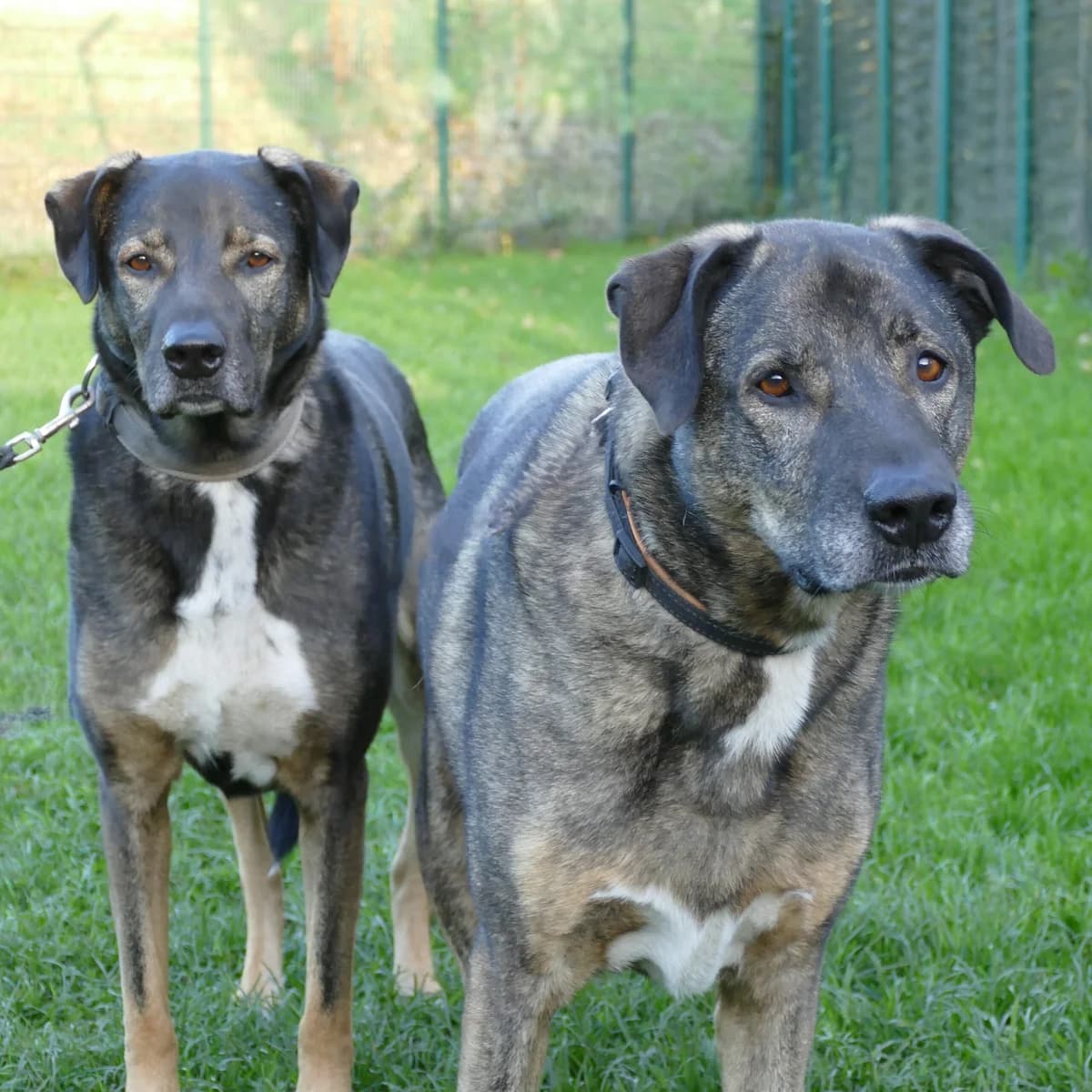 Seit 6 Jahren ohne Zuhause: Mara und Mona, female senior Mixed Breed for adoption at Tierheim Bonn, Bonn