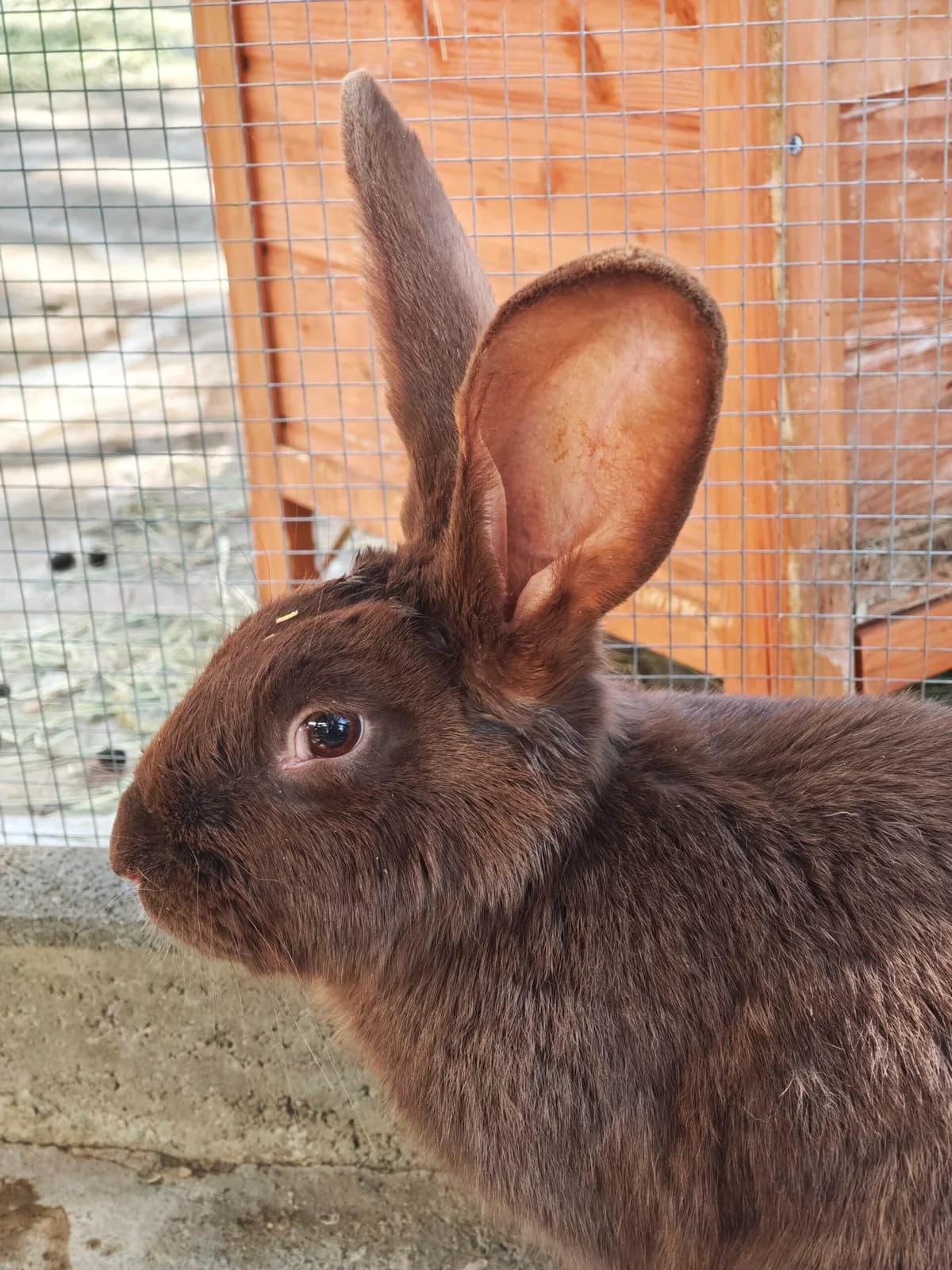 Marmeduke, female mixed breed for adoption at Tierheim Bonn, Bonn