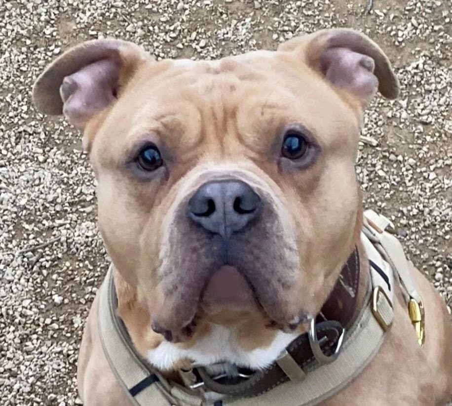 Matheo, male 5yo Staffordshire Bull Terrier for adoption at Tierheim Bonn, Bonn