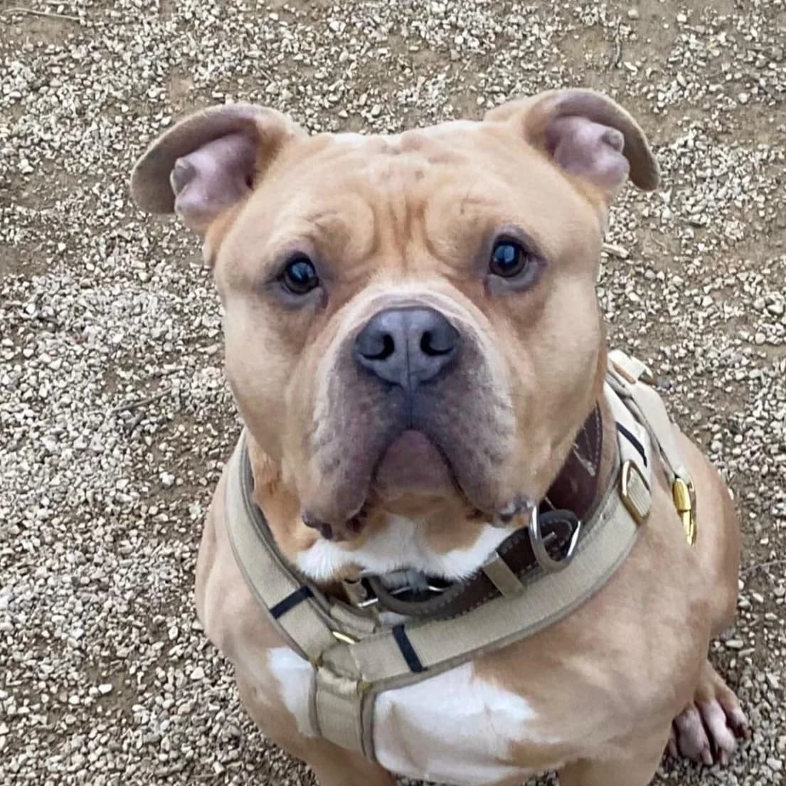 Matheo, male 5yo Staffordshire Bull Terrier for adoption at Tierheim Bonn, Bonn