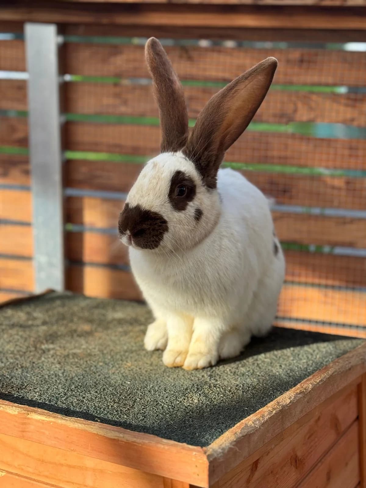 Milly, young mixed breed for adoption at Tierheim Bonn, Bonn