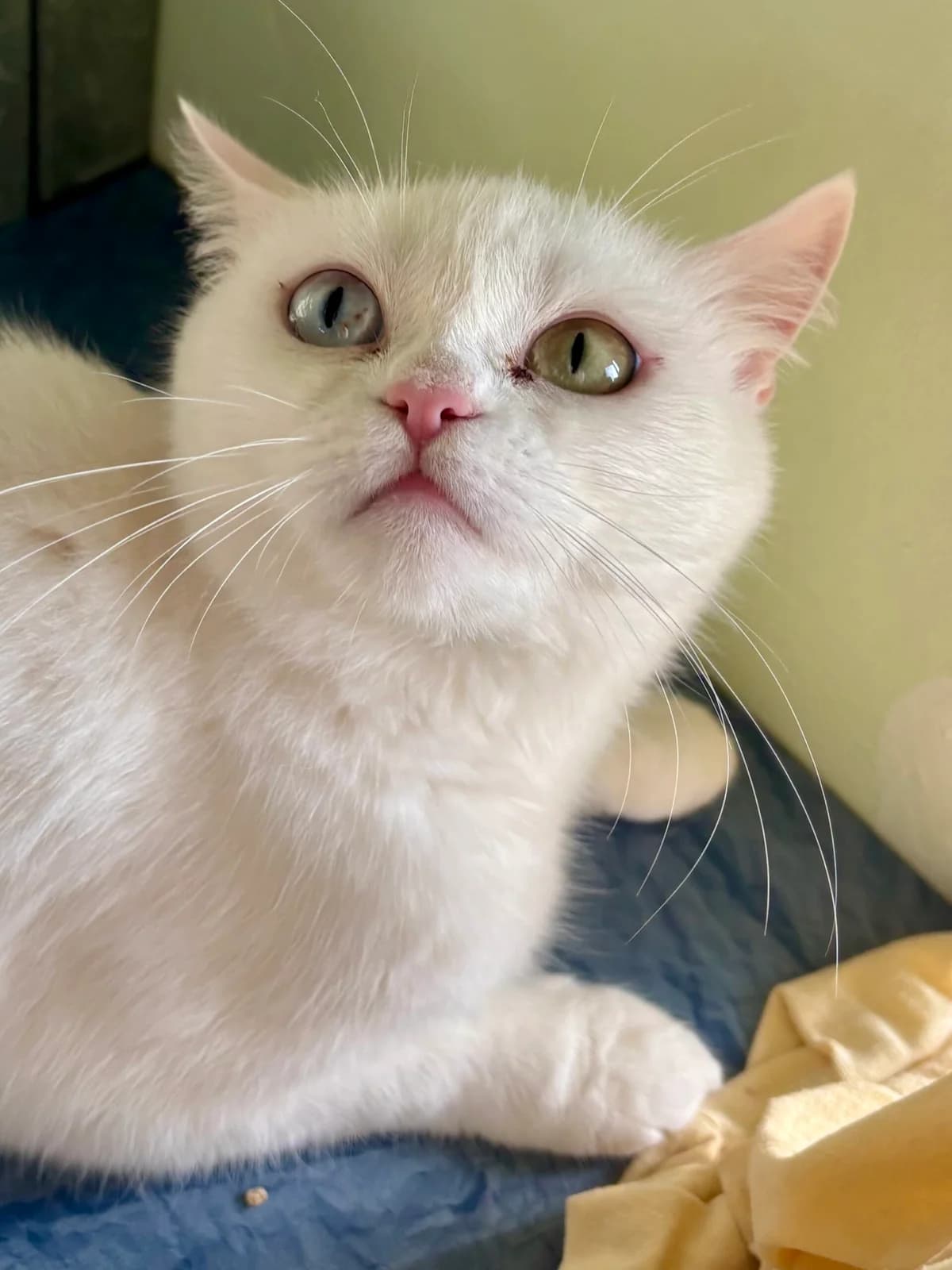 Miss Geraldine Flausch, weiß female 4yo European Shorthair for adoption at Tierheim Bonn, Bonn