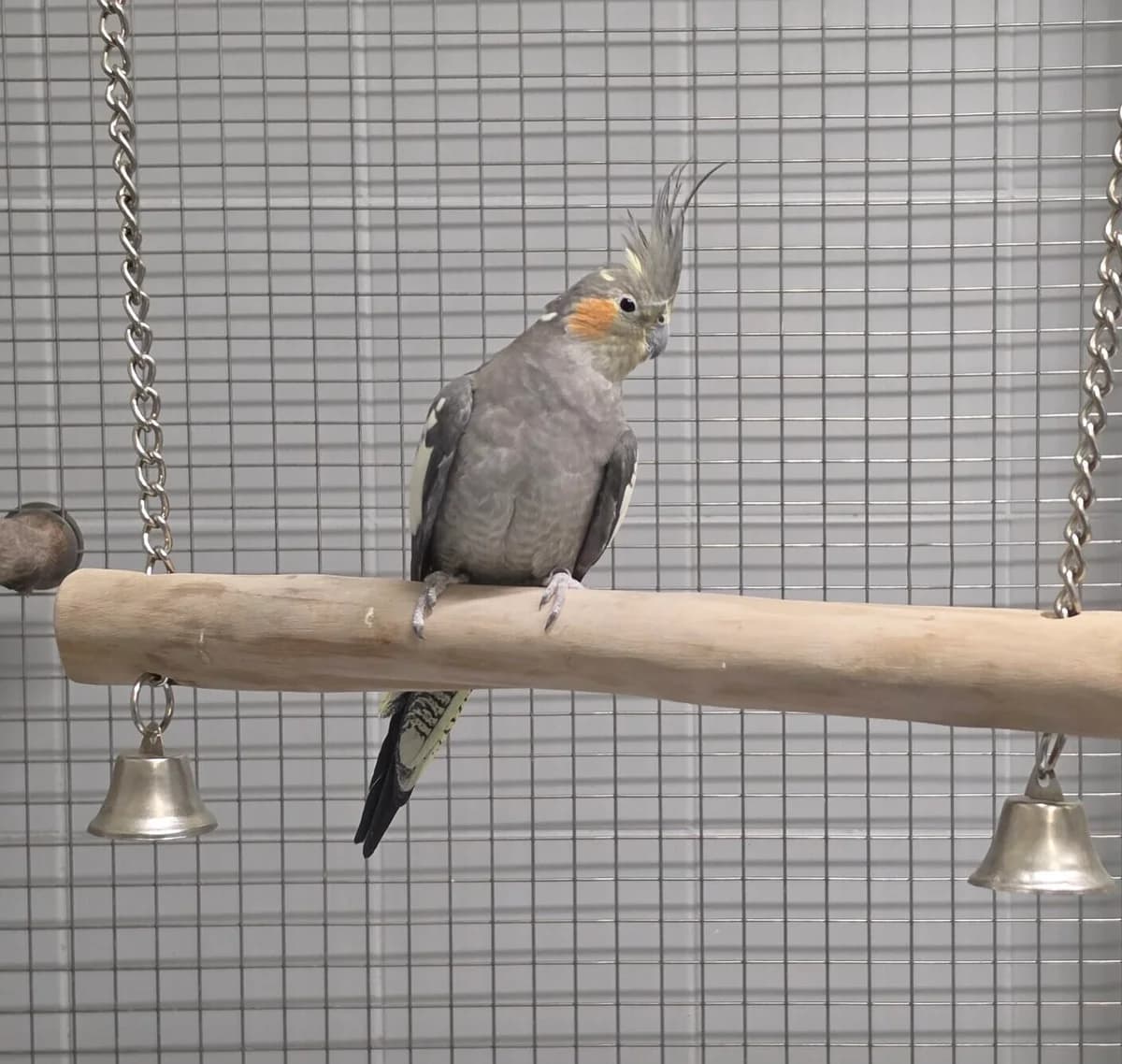 Missy, mixed breed for adoption at Tierheim Bonn, Bonn