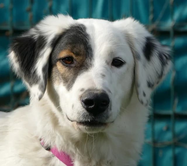 Molly, female 4yo Mixed Breed for adoption at Tierheim Bonn, Bonn