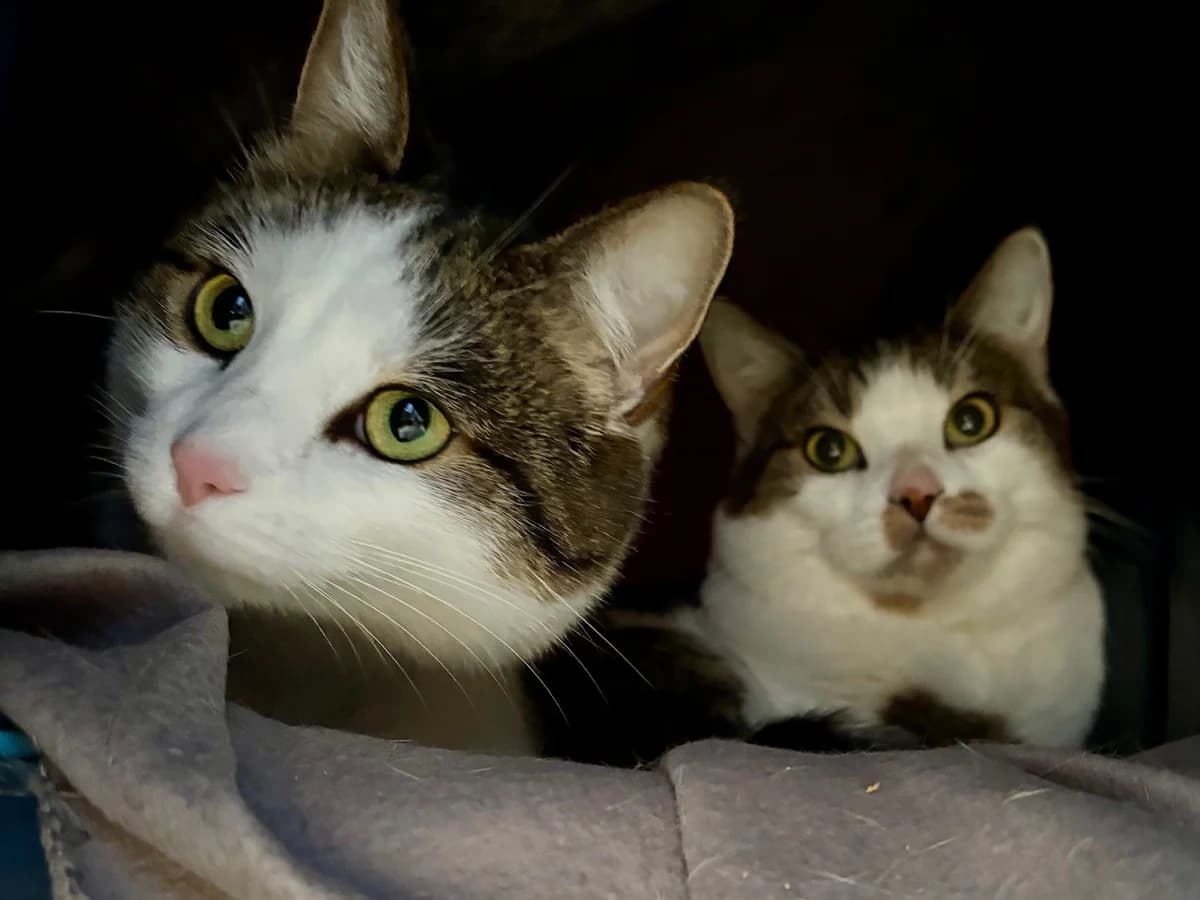 Vorgemerkt: Molly & Marisa, female mixed breed for adoption at Tierheim Bonn, Bonn