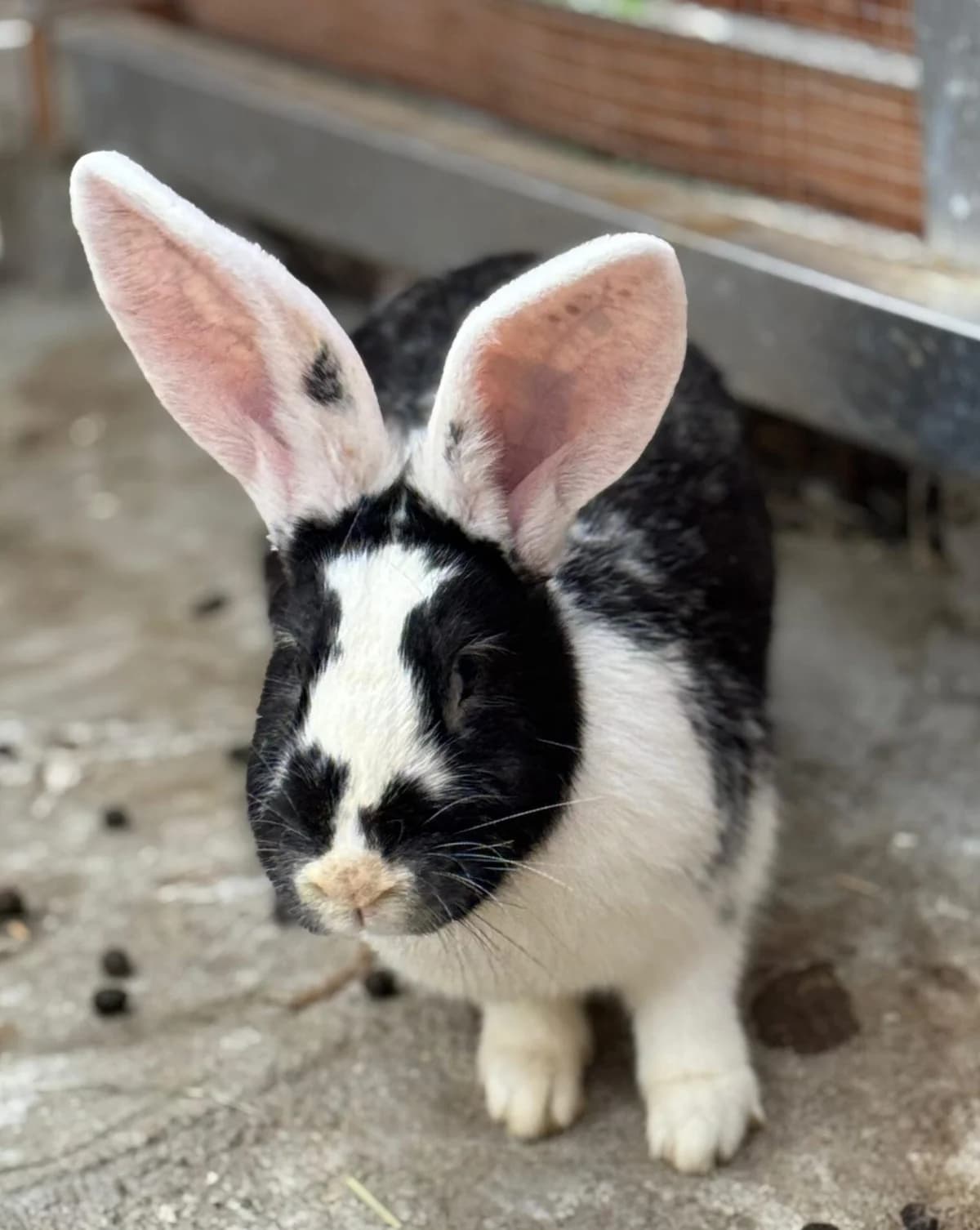 Molly, female mixed breed for adoption at Tierheim Bonn, Bonn