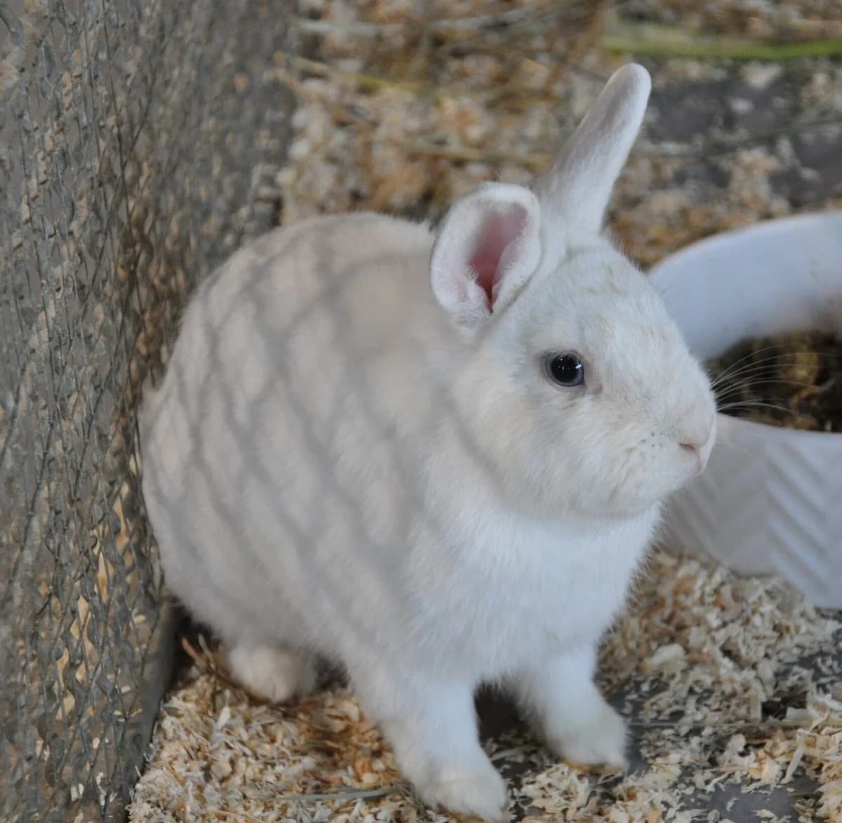 Moloko, young mixed breed for adoption at Tierheim Bonn, Bonn