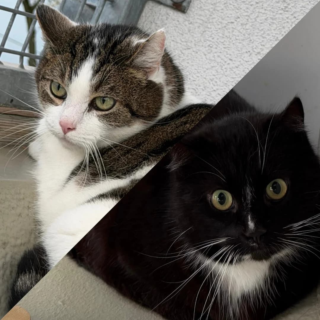 Monti & Spucki, male senior mixed breed for adoption at Tierheim Bonn, Bonn
