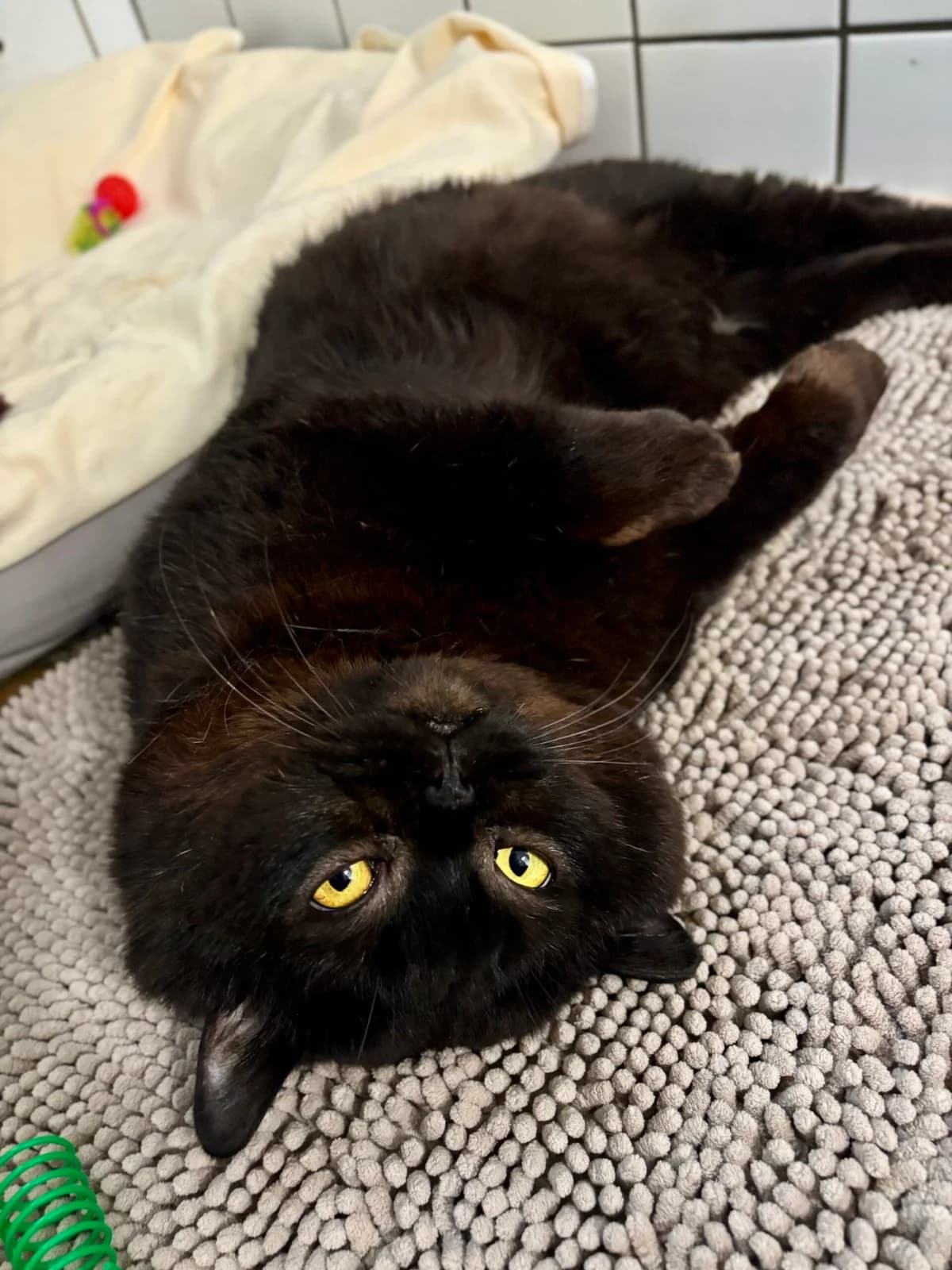 Moto Moto, male senior British Shorthair for adoption at Tierheim Bonn, Bonn