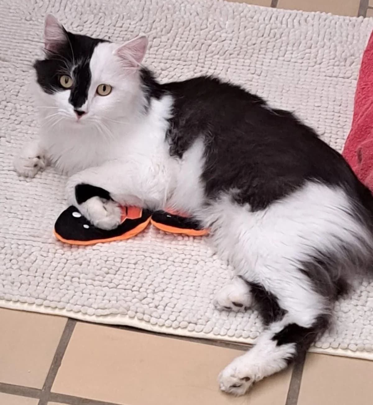 Motte, male 3yo mixed breed for adoption at Tierheim Bonn, Bonn