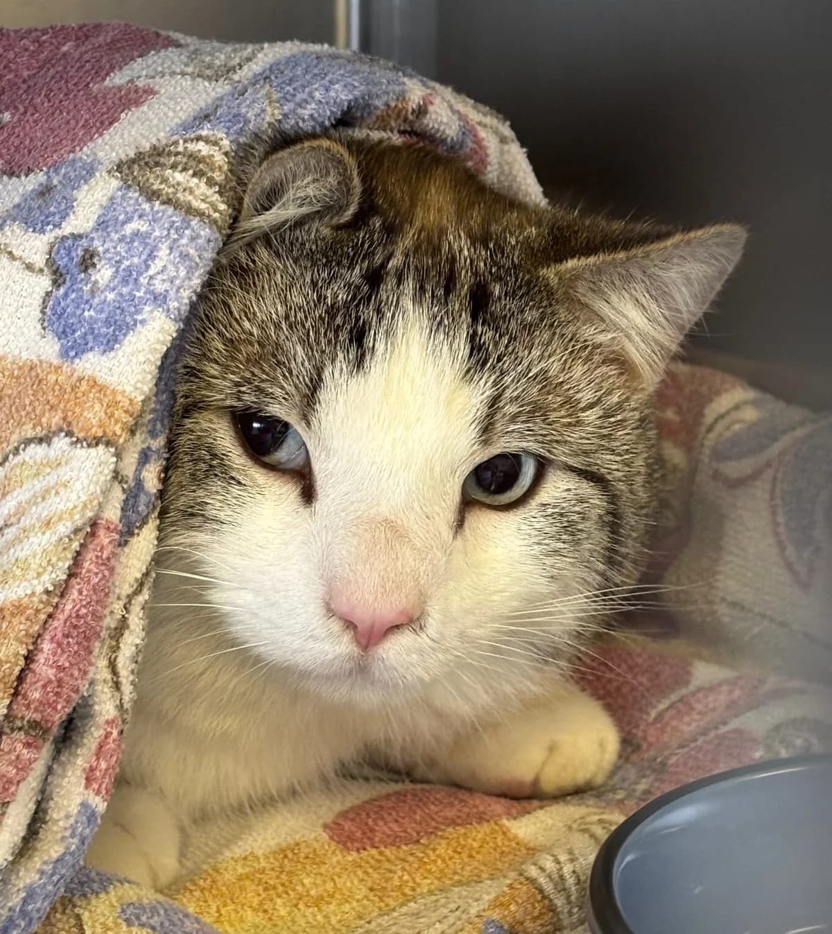 Nasenbert, male mixed breed for adoption at Tierheim Bonn, Bonn