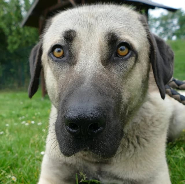 Cinderella, female 5yo Kangal for adoption at Tierheim Bonn, Bonn