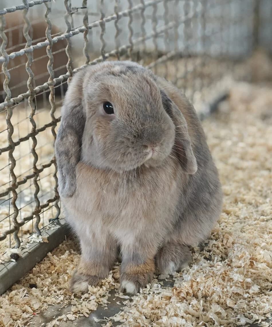 Nuckles, 3yo mixed breed for adoption at Tierheim Bonn, Bonn
