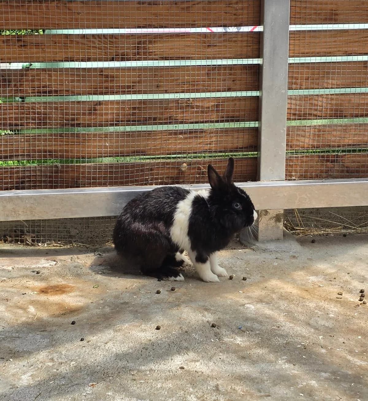 Orea, young mixed breed for adoption at Tierheim Bonn, Bonn